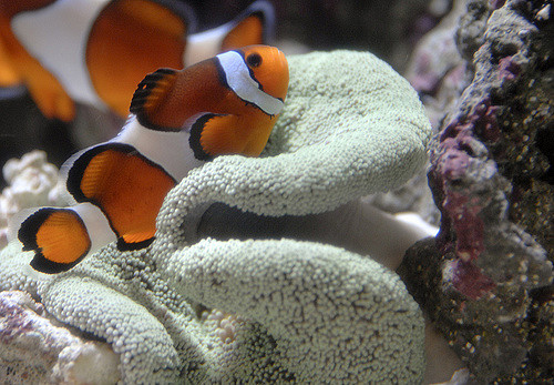 marine fish
