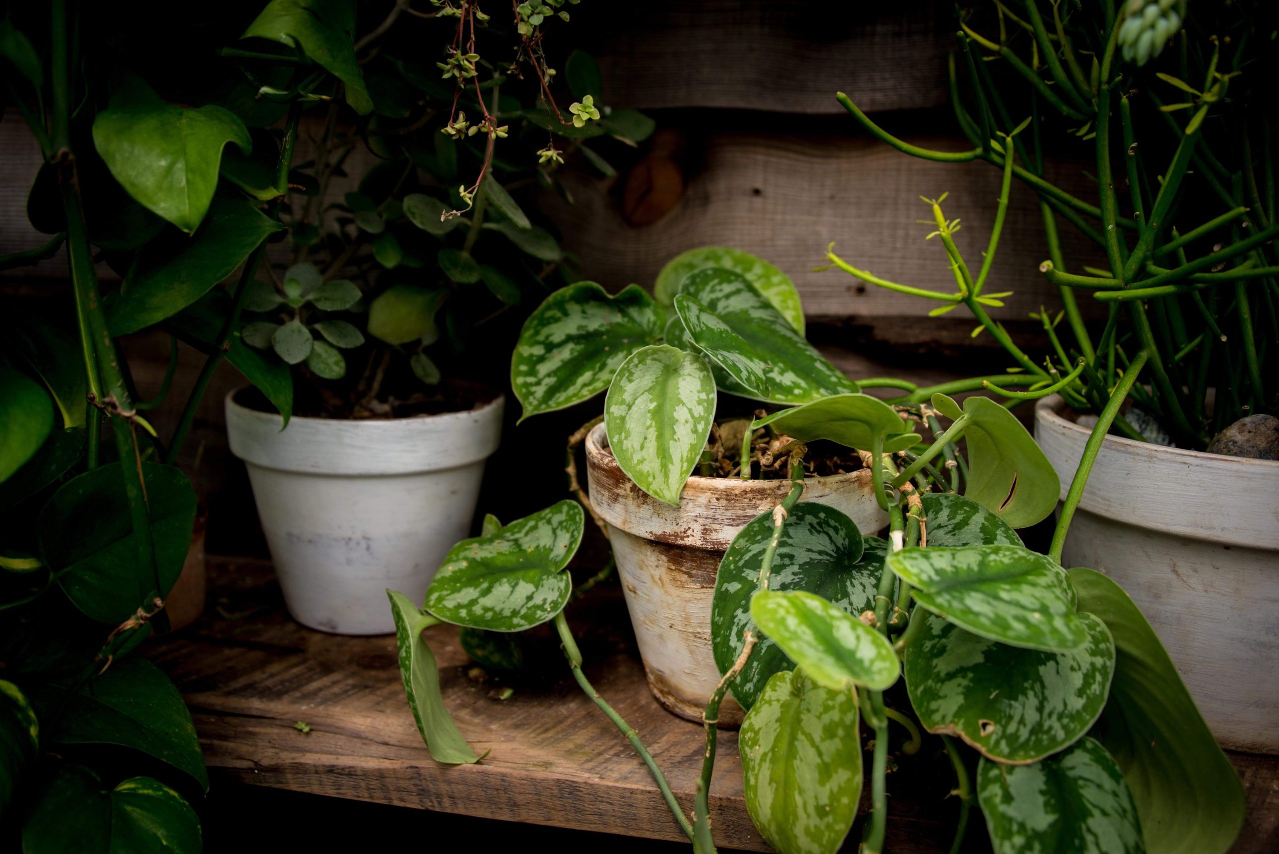 thumbnail image for blog The Best Houseplants for Smaller Spaces